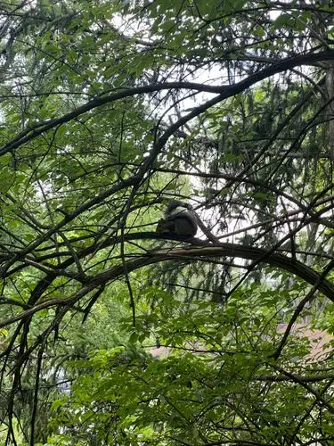 Nature's quiet observer, perfectly perched.